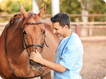Reviving Vet Med - Vet taking care of a horse