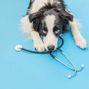 Reviving Vet Med - Dog Icon